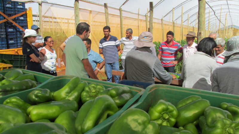 Semana do Pimentão 2025 movimenta núcleo rural Taquara a partir de terça-feira (9)