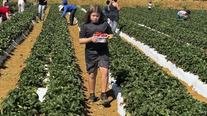 Colha & Pague promete movimentar a 29ª Festa do Morango de Brasília