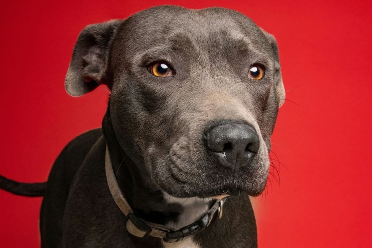 Justiça manda homem retirar pit-bull da casa da ex-esposa. Entenda