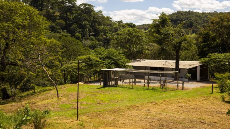 Força-tarefa será montada para capturar onça que matou bezerros no DF