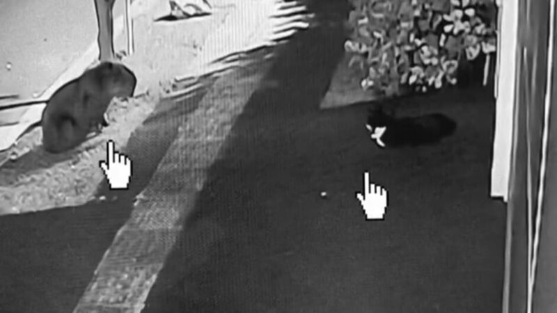 Tutor flagra gato fazendo amizade com capivara em Campo Grande. Vídeo