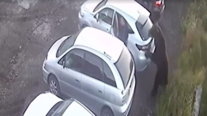 Em fúria, urso persegue e ataca homem na Rússia. Vídeo
