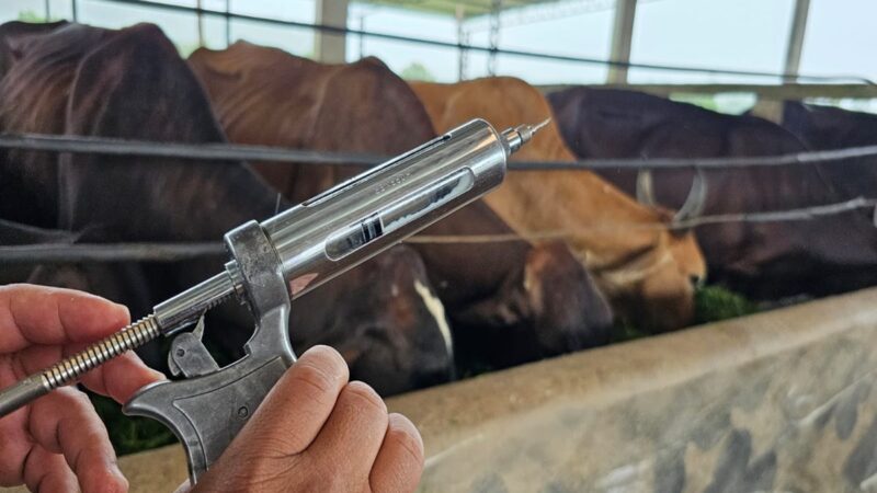 Mistério: mais de 600 animais morrem após vacina. Mapa investiga caso