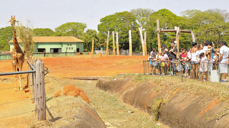 Zoológico de Brasília lança edital para projeto de experiência imersiva com animais