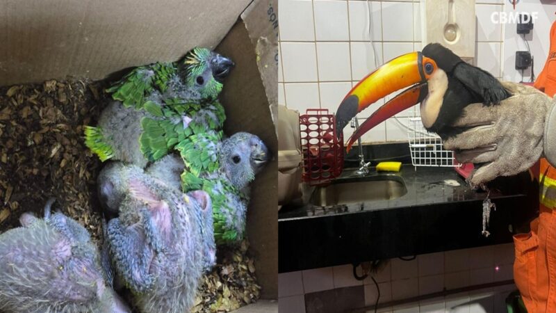 Filhotinhos de arara e tucano: veja aves silvestres resgatadas no DF