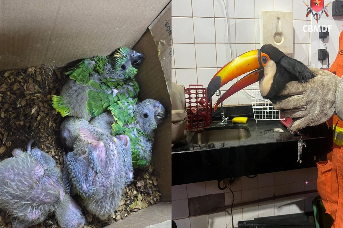 Filhotinhos de arara e tucano: veja aves silvestres resgatadas no DF