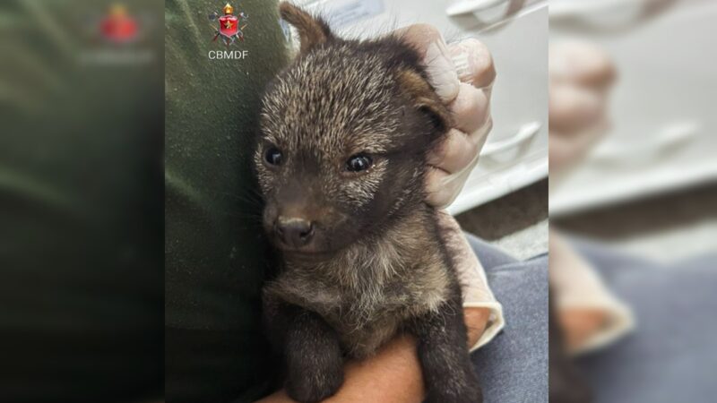 Ferido, filhote de cachorro-do-mato foge de incêndio e é salvo no DF