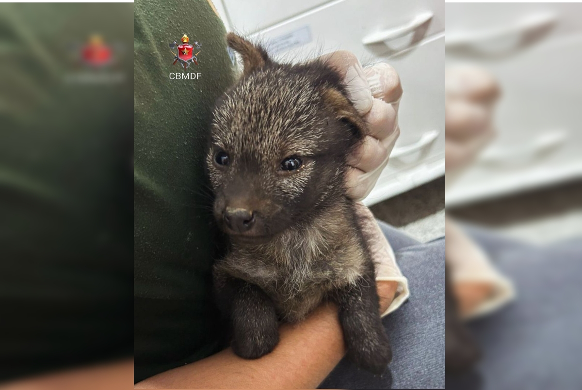 Ferido, filhote de cachorro-do-mato foge de incêndio e é salvo no DF