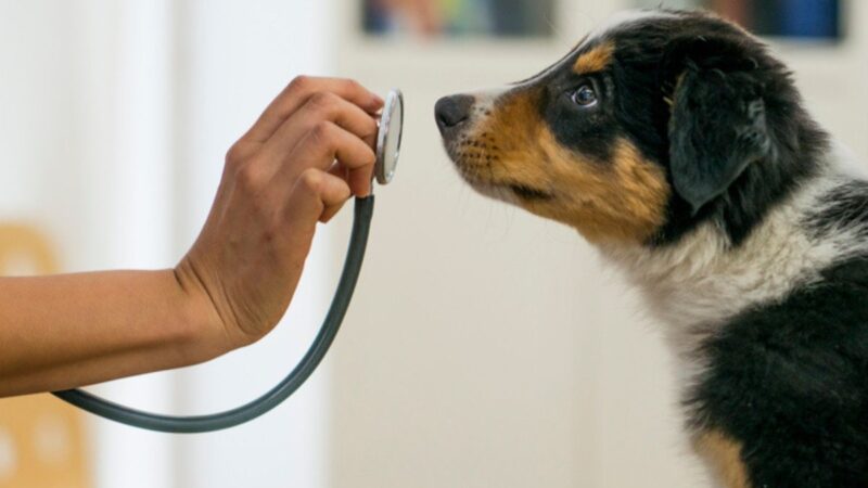 Câmara aprova tornar crime exercício ilegal da medicina veterinária