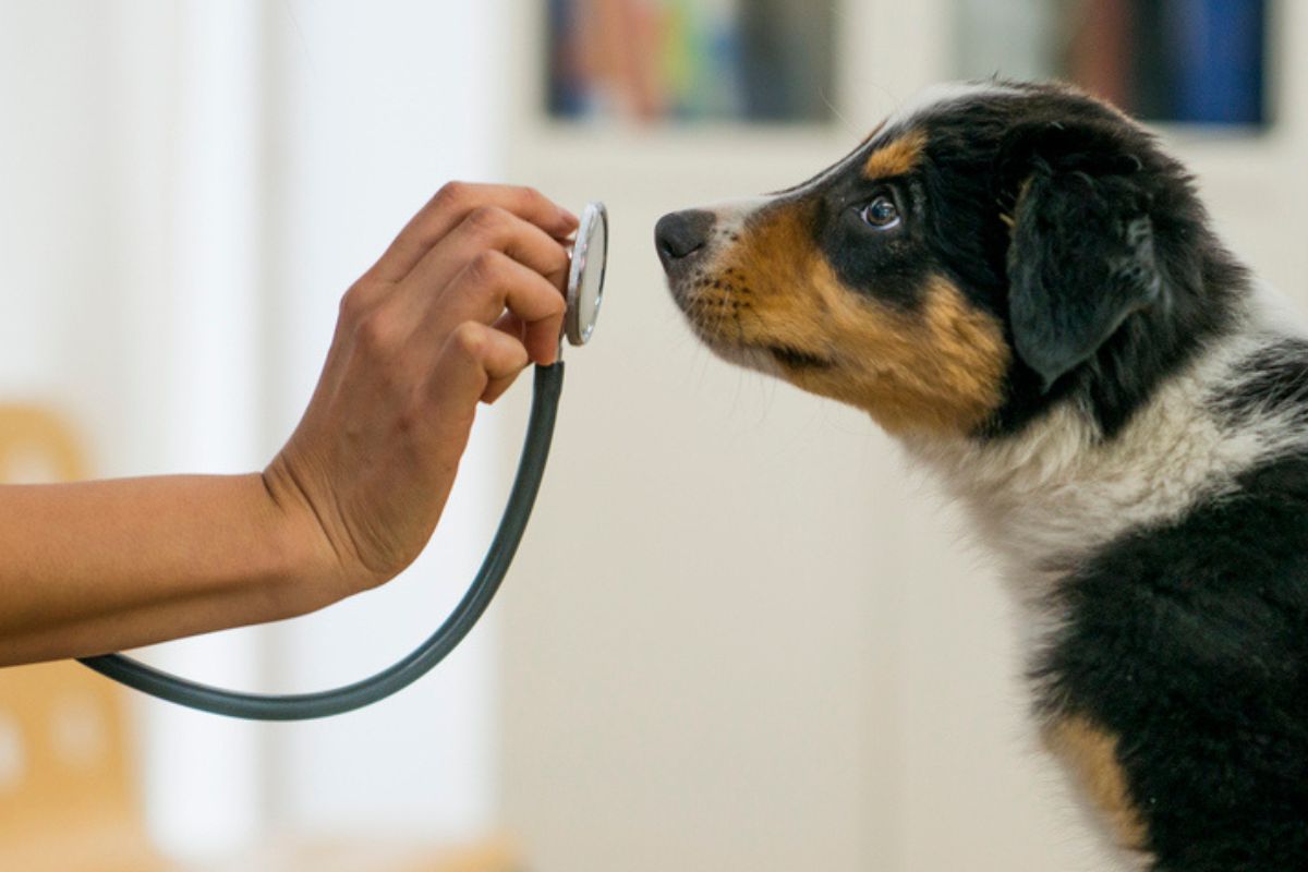 Câmara aprova tornar crime exercício ilegal da medicina veterinária