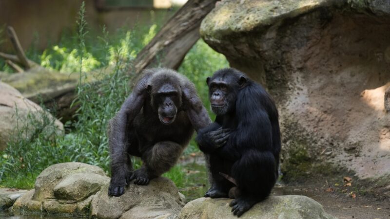 Chimpanzés bebem o equivalente a uma cerveja por dia, aponta estudo