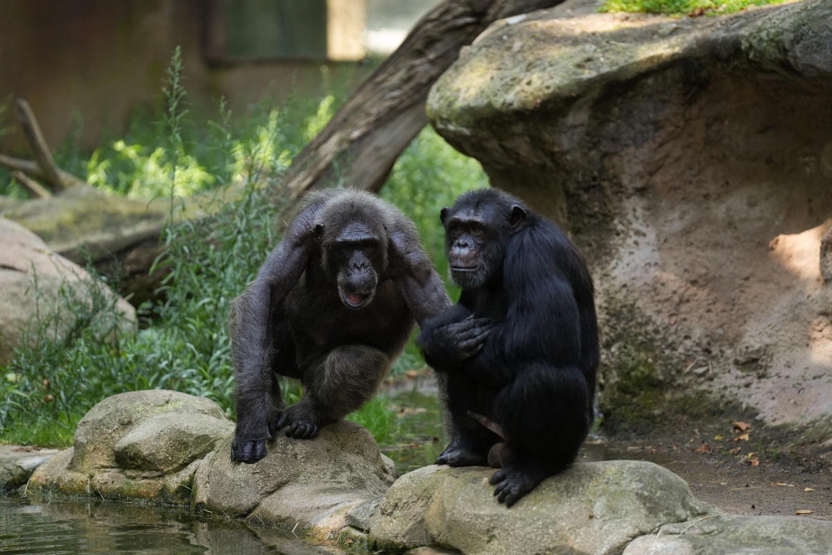 Chimpanzés bebem o equivalente a uma cerveja por dia, aponta estudo