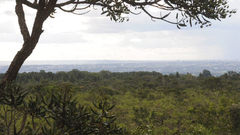 Dia Nacional do Cerrado ganha programação na UnDF