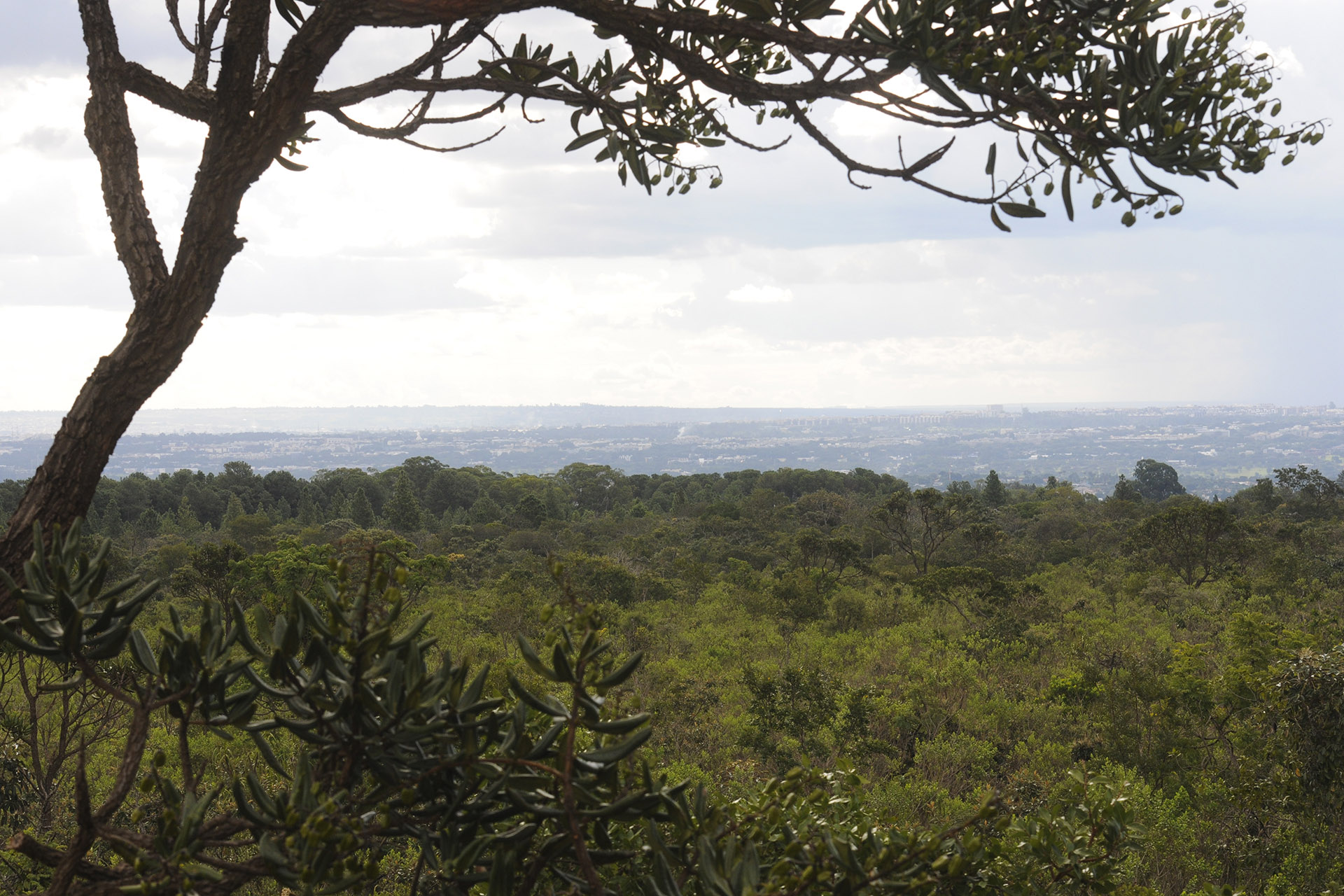 Dia Nacional do Cerrado ganha programação na UnDF