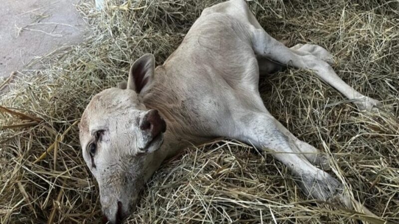 Bezerra que nasceu com 2 rostos em SC será estudada: “Raro”