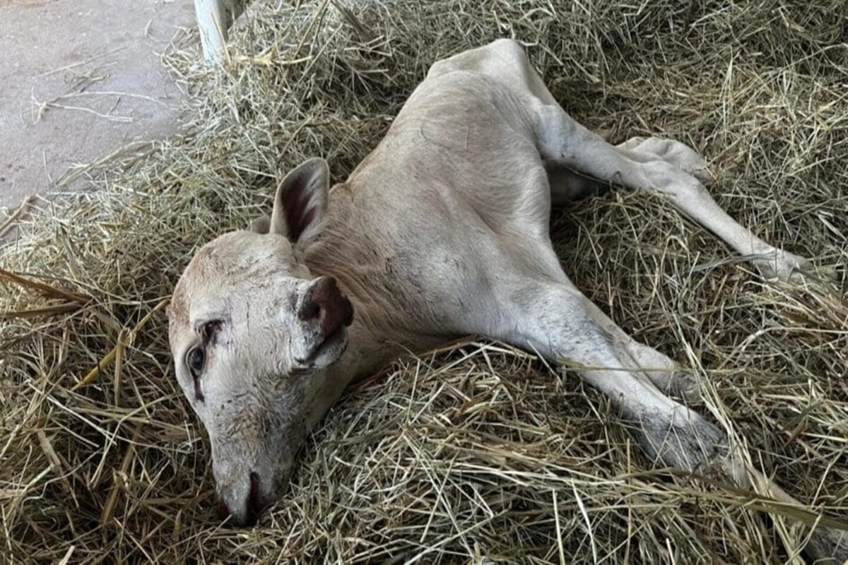 Bezerra que nasceu com 2 rostos em SC será estudada: “Raro”