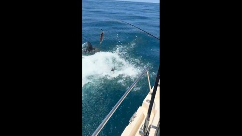 Susto: homem dá de cara com tubarão ao pular no mar. Vídeo