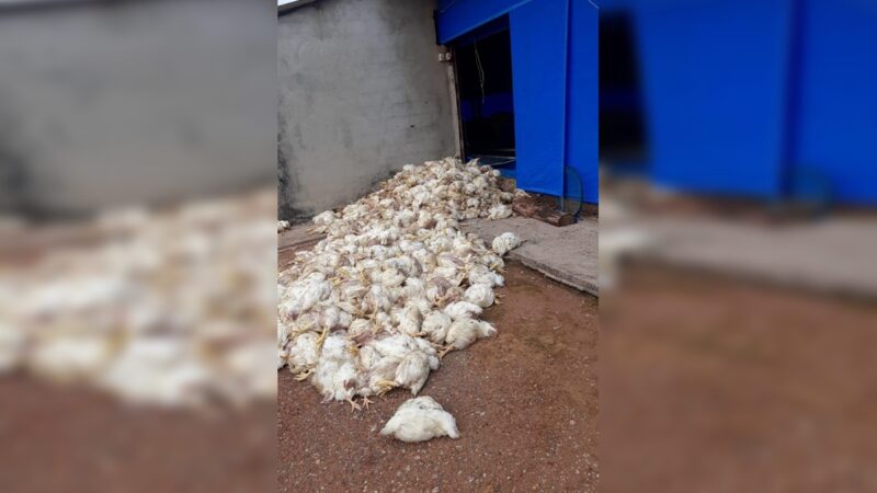 Problemas de energia na DF-140 colocam granjas em risco