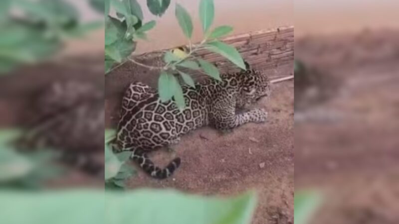 RO: homem fica ferido ao brigar com onça que tentou invadir creche