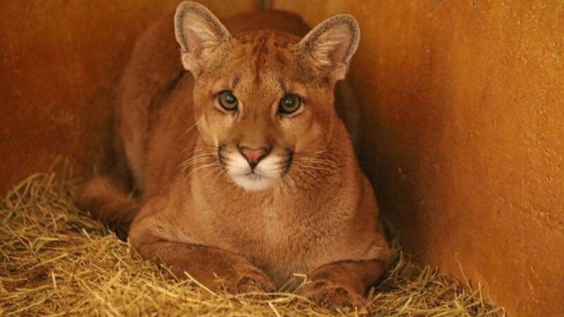 Zoo de Brasília prepara retorno da onça-parda Farofa à natureza