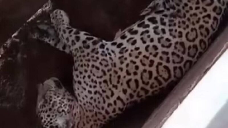Vídeo: onça-pintada é flagrada tirando soneca em curral de fazenda