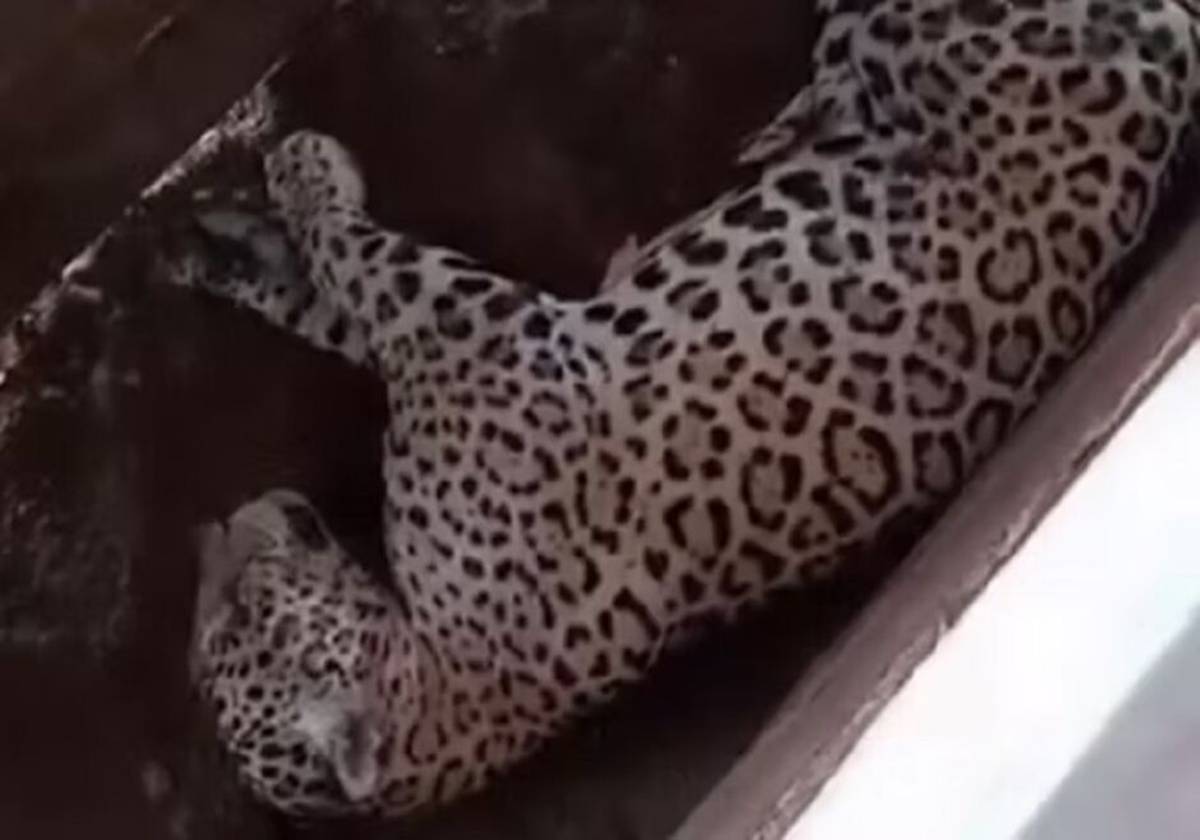 Vídeo: onça-pintada é flagrada tirando soneca em curral de fazenda
