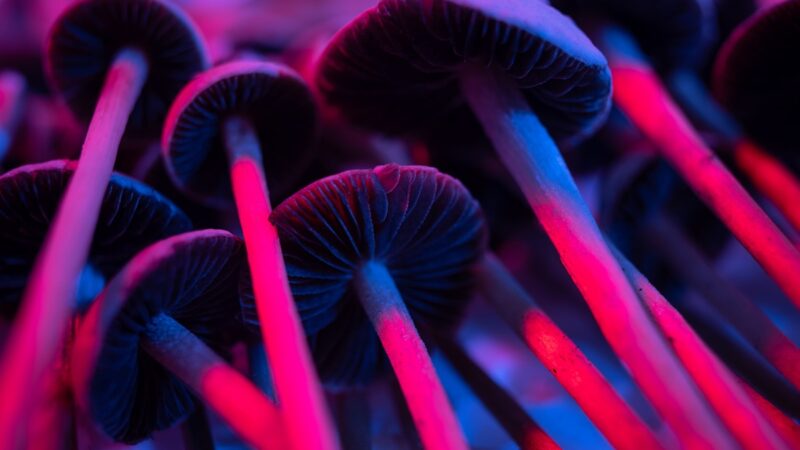 Morte de universitário pode estar ligada a bando dos “cogumelos mágicos”