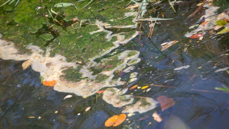 Dano ambiental: abatedouros sem licença no DF ameaçam Rio Melchior