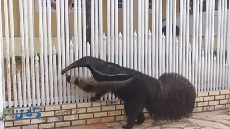 Tamanduá flagrado tentando “invadir” casa no DF é solto na natureza