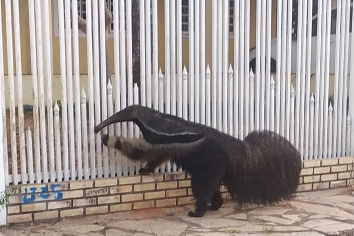 Tamanduá flagrado tentando “invadir” casa no DF é solto na natureza