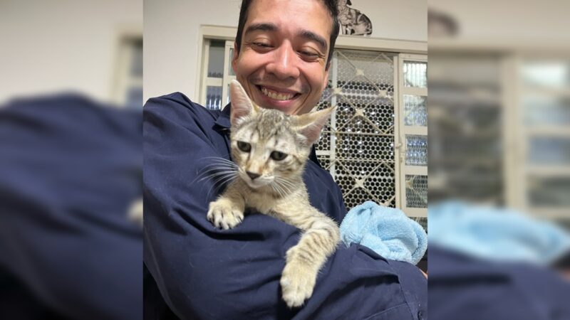Justiça do DF concede liberdade a psicólogo que torturou gatos