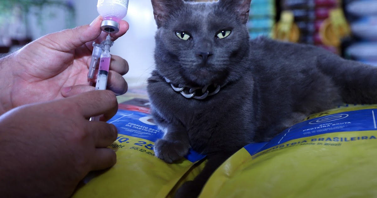 Campanha antirrábica do DF busca vacinar 160 mil cães e gatos até novembro