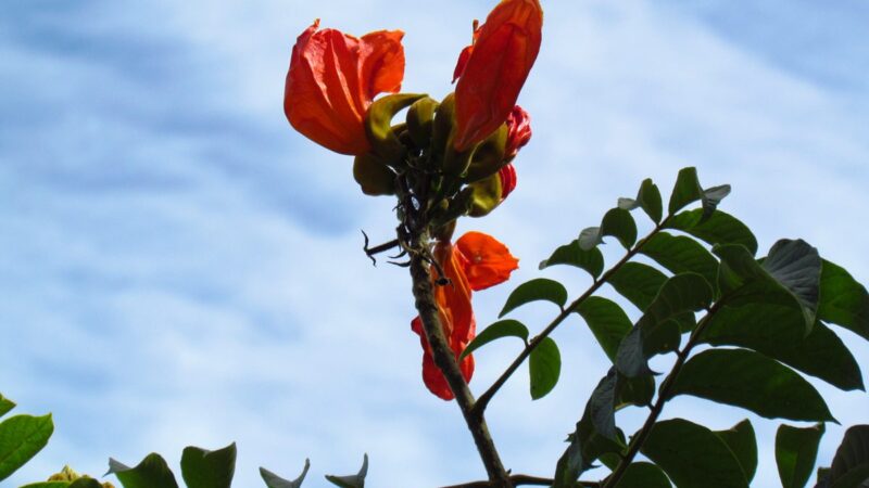 Árvore perigosa é proibida em estado do Brasil e pode gerar multa