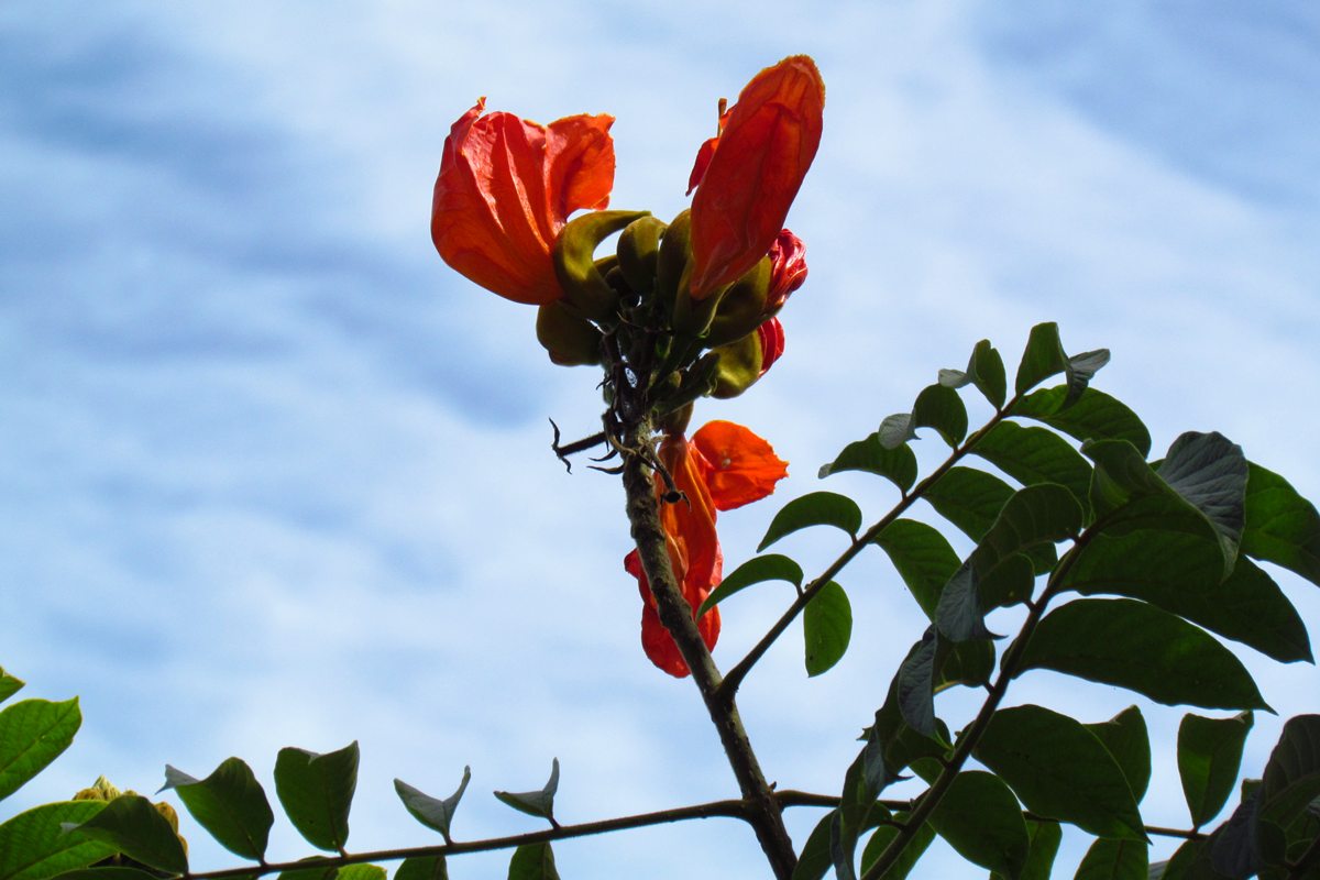 Árvore perigosa é proibida em estado do Brasil e pode gerar multa