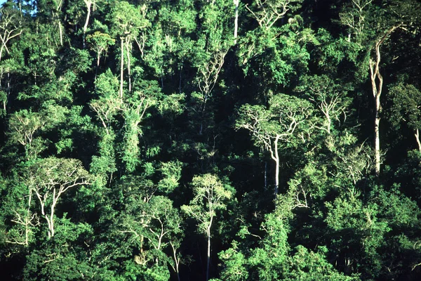 Mata Atlântica: 22% da área recuperada voltaram a ser derrubados