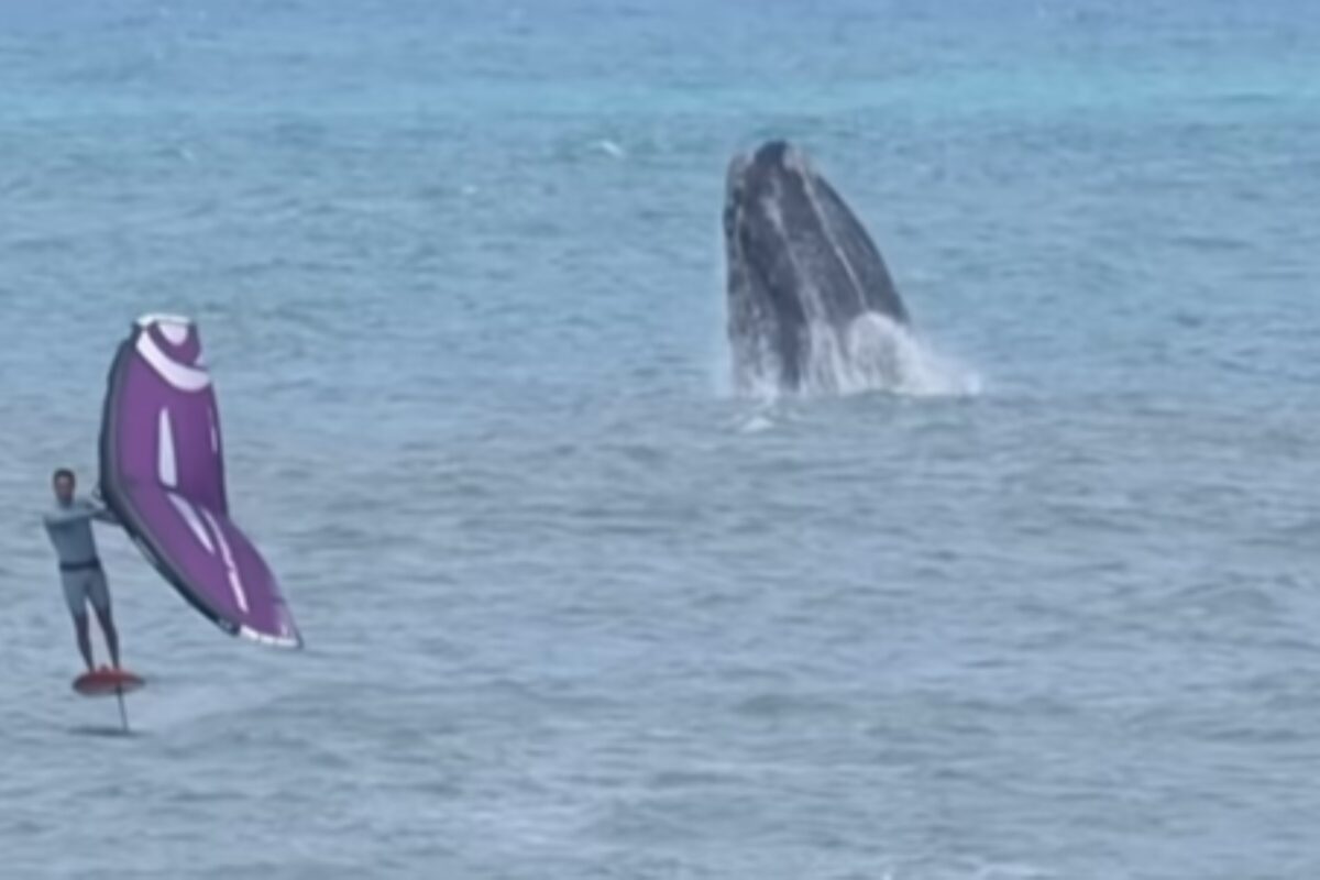 Vídeo: atleta brasileiro treina ao lado de baleias no mar de SC