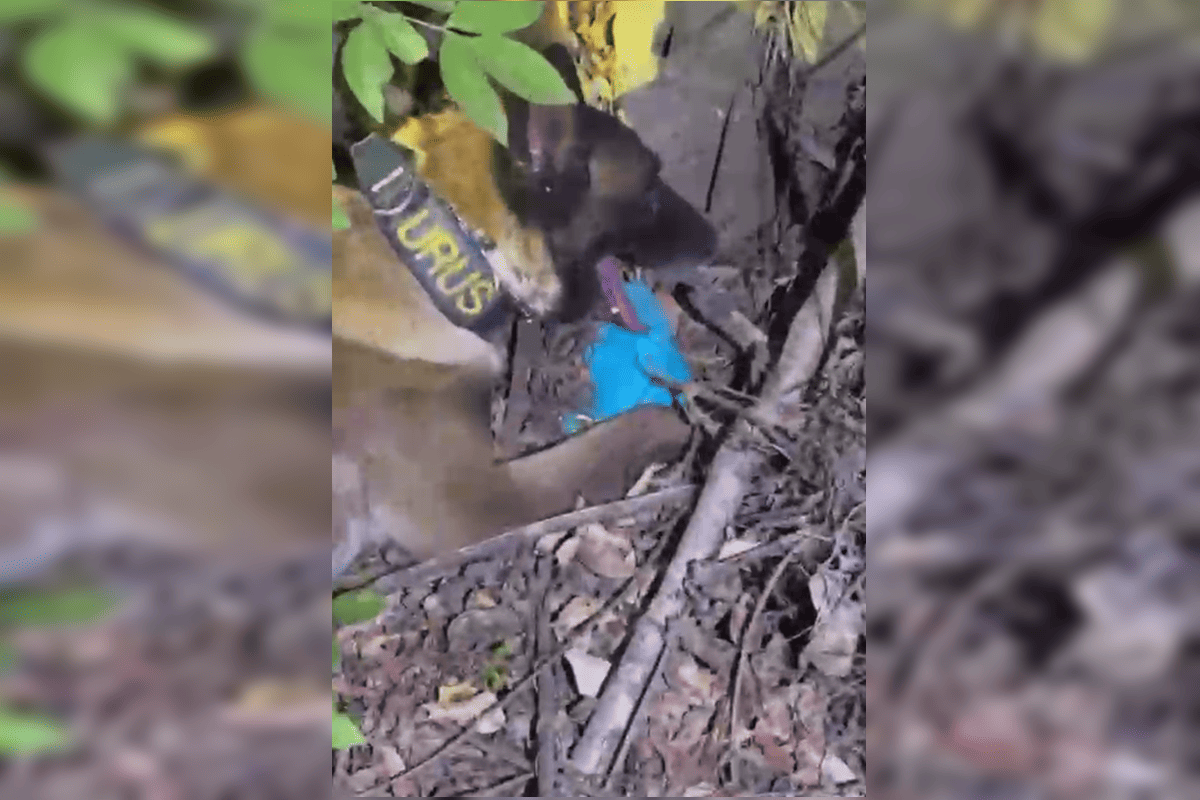 Cachorro da PCDF fareja crack enterrado e ajuda a apreender R$ 8 mil