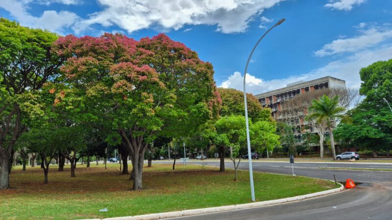 Árvores sapucaias colorem o Distrito Federal