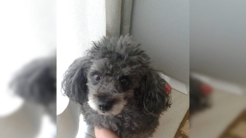 Tutor de cadela intoxicada por petisco para mau hálito é indenizado