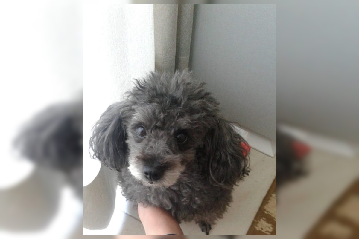 Tutor de cadela intoxicada por petisco para mau hálito é indenizado