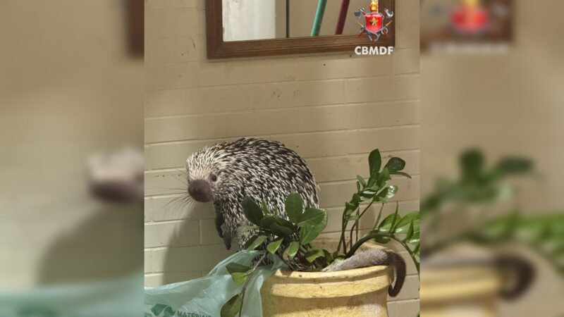 Porco-espinho é resgatado após invadir casa de zelador na Asa Sul