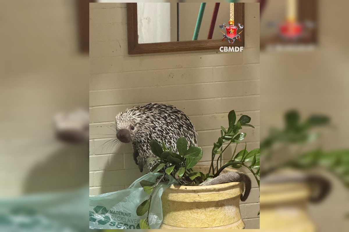 Porco-espinho é resgatado após invadir casa de zelador na Asa Sul