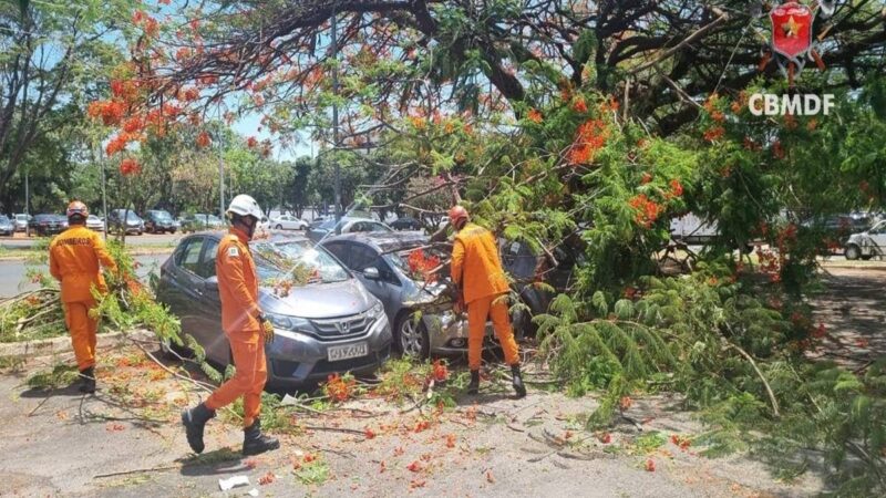 Árvore cai em área movimentada da Asa Norte e atinge três carros