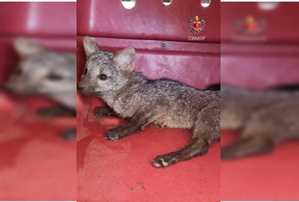 Cachorro-do-mato é resgatado dentro de tubulação em casa no DF