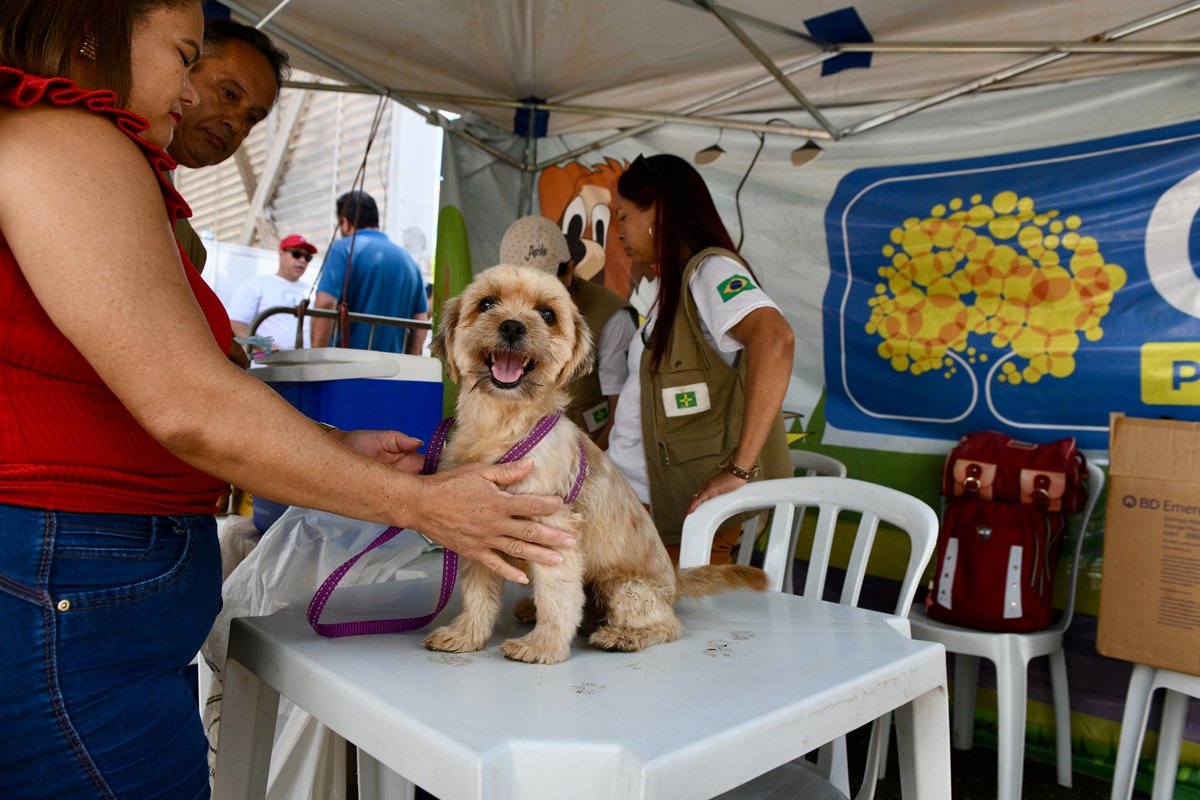DF abre vagas para castração gratuita de pets. Veja como se inscrever