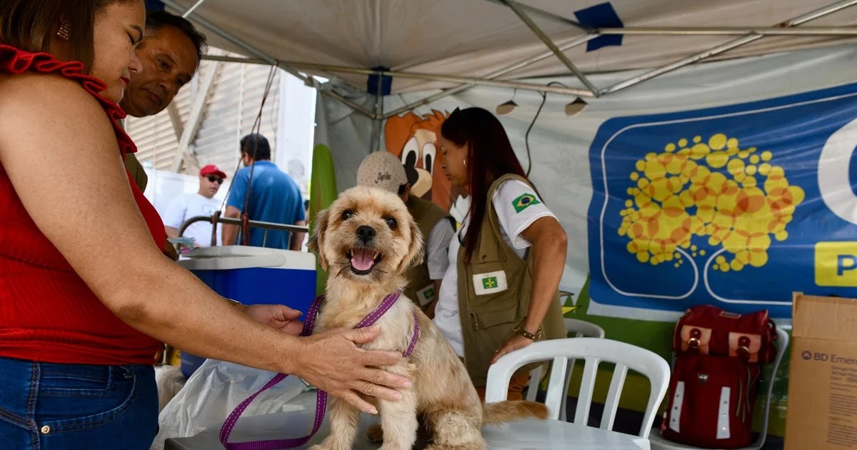Mutirão de Castração Gratuita Leva Saúde e Bem-Estar a Cães e Gatos de São Sebastião