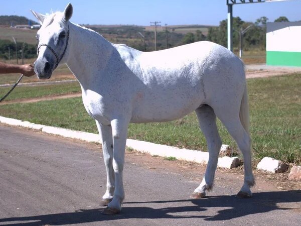 Cavalos usados em equoterapia são furtados no Entorno do DF