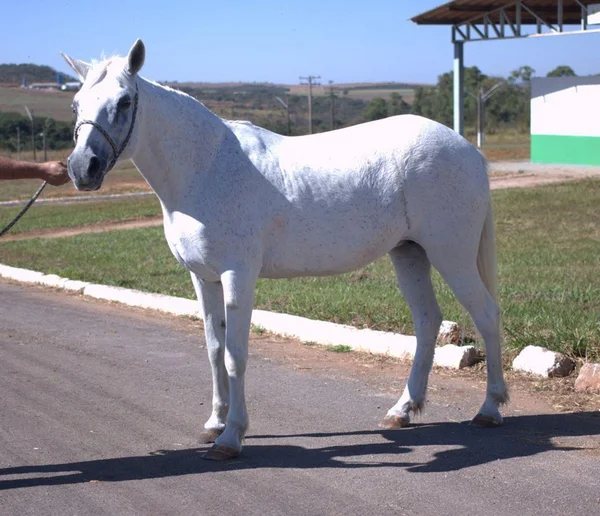 Cavalos usados em equoterapia são furtados no Entorno do DF