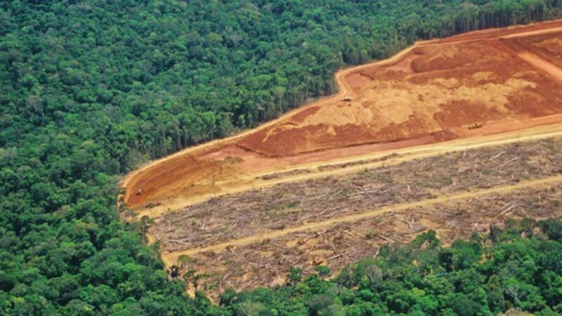 IA antecipa zonas com maior risco de desmatamento na Amazônia Legal