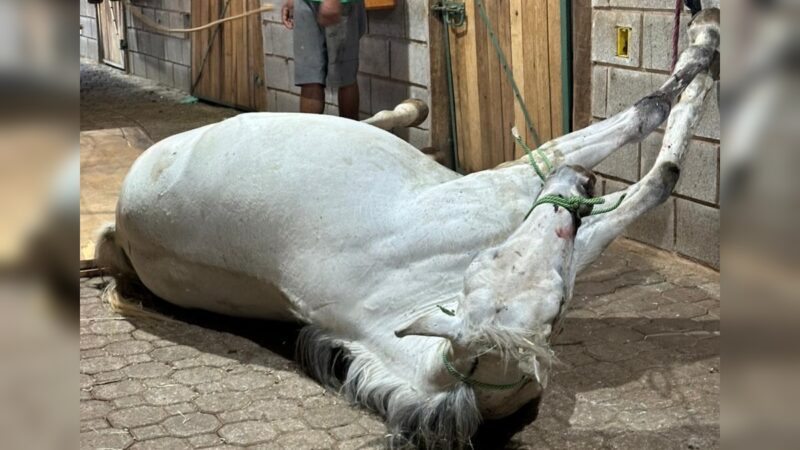 Égua morre eletrocutada em haras do DF; tutora denuncia negligência